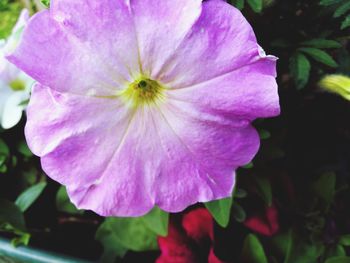 Close-up of flower blooming outdoors