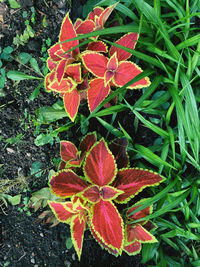 High angle view of red flowering plant