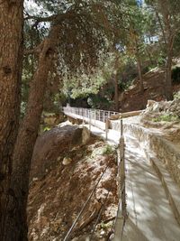 Bridge over river amidst trees in forest