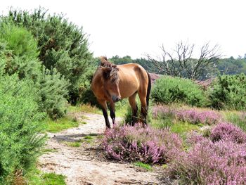 Horse standing in a field