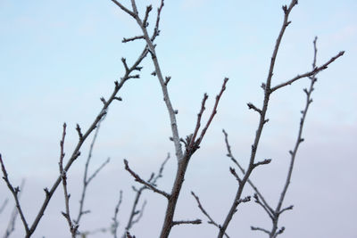 Low angle view of bare tree against sky