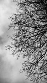 Low angle view of silhouette bare tree against sky