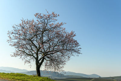 Pink peach tree in bloom in spring in the hills.