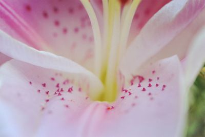 Macro shot of pink flower