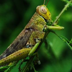 Close-up of insect on plant