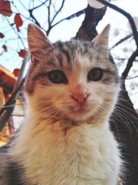 Close-up portrait of cat