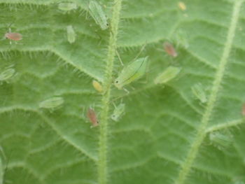 Close-up of spider web on plant