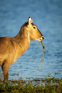 Close-up of female common waterbuck chewing grass