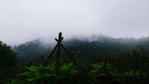 Scenic view of trees on field against sky