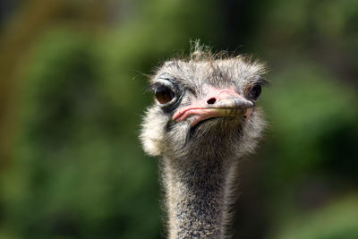 Close-up portrait of a bird