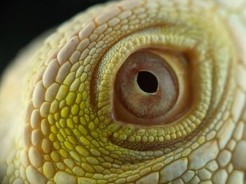 Close-up of a lizard