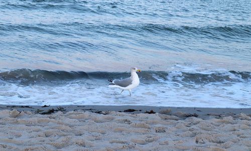 Seagulls on beach