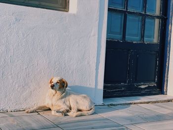 Dog relaxing on window of building
