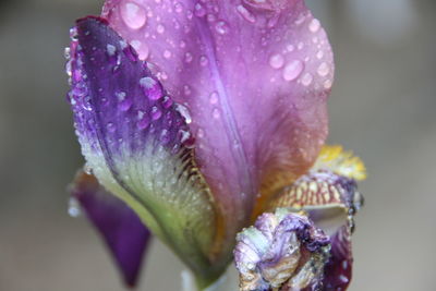 Close-up of wet purple flower