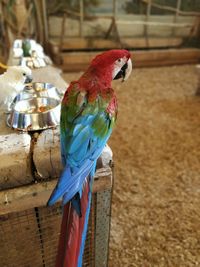 Close-up of parrot perching in cage