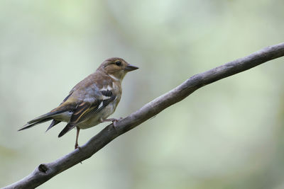 Close-up of bird perching on branch