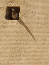 Low angle view of bird on wall