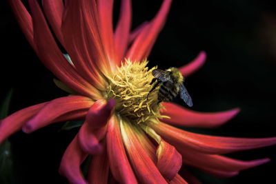 Close-up of bee pollinating flower