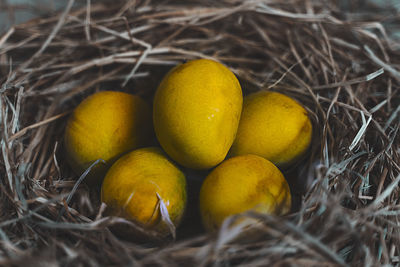 High angle view of fruits on field