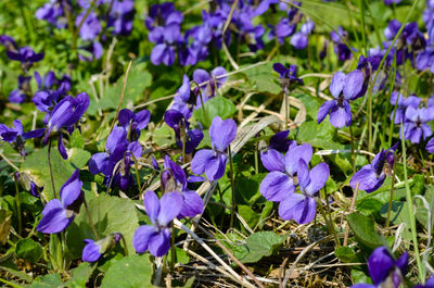 Close-up of purple flowering plants on field