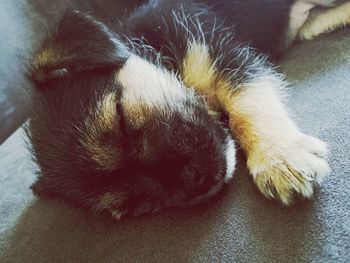 Close-up of dog sleeping at home