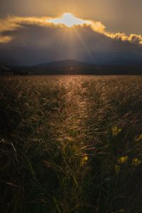 Scenic view of field against sky during sunset