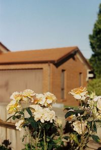 Close-up of flowering plant against building