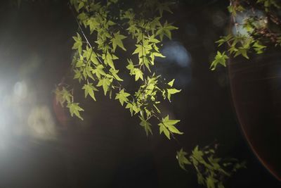 Plant growing on a tree