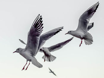 Low angle view of seagulls flying