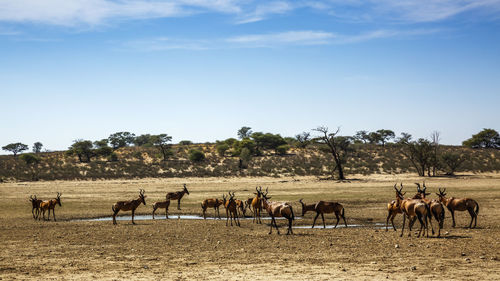 Horses grazing on field against sky