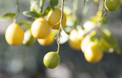 Close-up of fruits hanging on tree