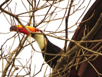 Close-up of bird perching on tree