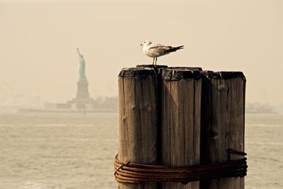 Bird perching on wooden post