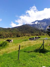 Scenic view of field against sky