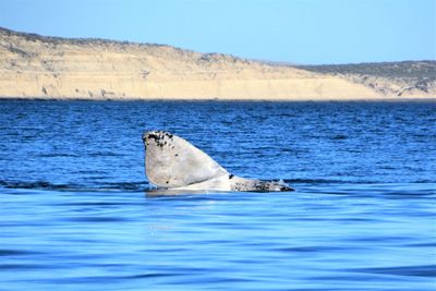 

rare calf of southern right whale