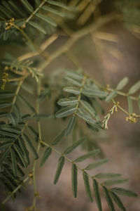 Close-up of pine tree branch