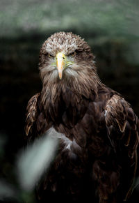 Close-up of eagle