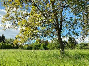 Trees growing on field