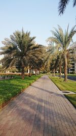 Footpath amidst palm trees in park against sky