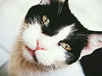 Close-up of cat