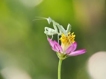 Close-up of insect on purple flowering plant