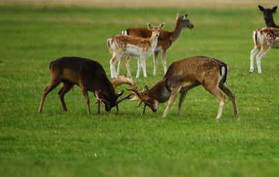 Deer in a field