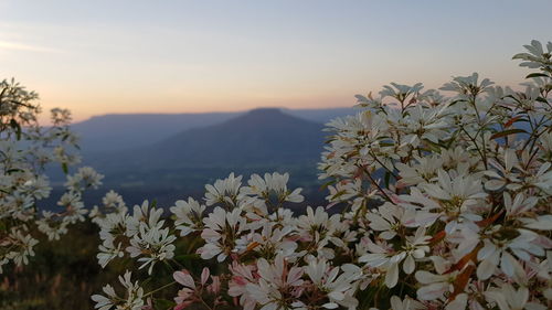 Close-up of flowering plant against sky during sunset