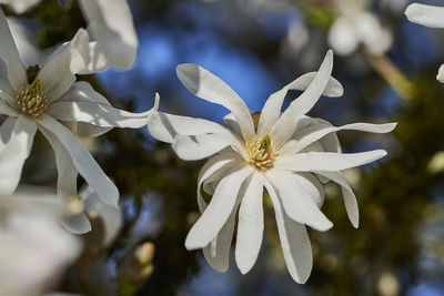 Close-up of white flowering plant