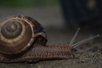 Close-up of snail