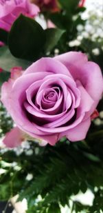 Close-up of pink rose flower