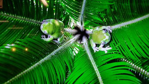 Close-up of spider web on plant