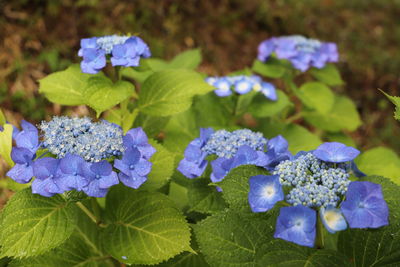 Close-up of blue hydrangea flowers