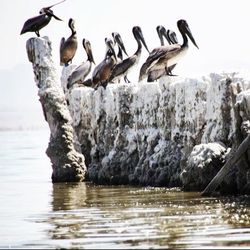 Bird in water