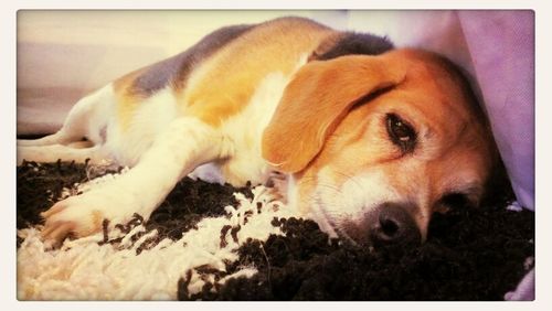 Close-up of dog resting